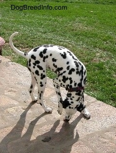 Molly the Dalmatian is sniffing an item on the stone porch