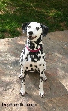 Molly the Dalmatian is wearing a red collar sitting on a stone porch. Her mouth is open. It looks like she is smiling