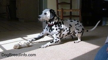 Molly the Dalmatian is laying down in a house with a rawhide bone in front of her