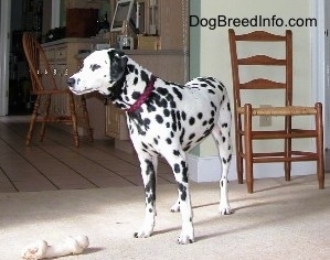 Molly the Dalmatian is standing in a house and there is a wooden chair behind her and a rawhind bone in front of her.
