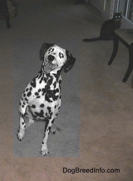 Molly the Dalmatian is sitting in a house and her front left paw is in the air. There cat in the background standing at a door that leads to the outside.