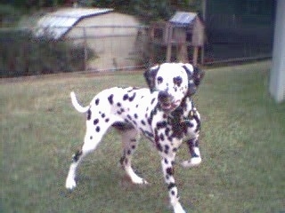 Abby the Dalmatian is standing in a backyard and his front right paw is in the air