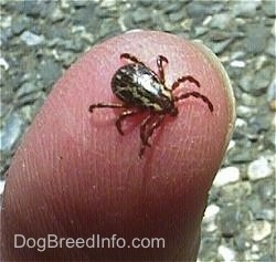 Close up - A tick in the middle of a persons finger.