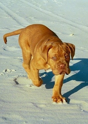 Zeke the Dogue de Bordeaux Puppy is running across the sand