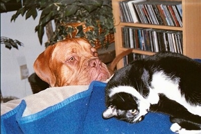 Zeke the Dogue de Bordeaux is looking over the back of a couch at Cam the black and white cat who is laying on a blue blanket.