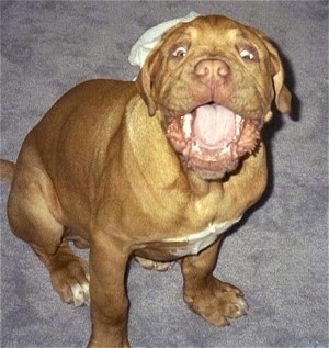 Zeke the Dogue de Bordeaux as a puppy sitting on a carpet with his mouth open very wide