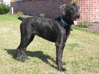 Gus the black Doodleman Pinscher is standing outside in a yard in front of a brick wall. Gus's mouth is open and tongue is out