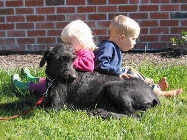 A black Doodleman Pinscher is laying in grass looking to the right in front of a brick wall. There is a girl in a pink sweater and a boy in a blue sweater sitting behind the dog.