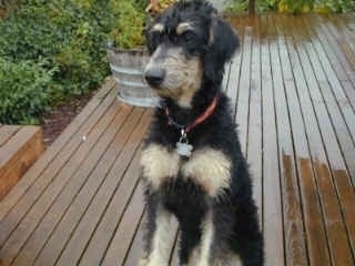 A black and tan Doodleman Pinscher is sitting on a wet wooden porch