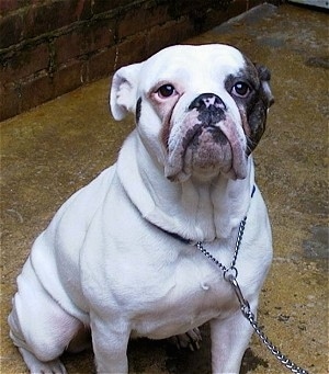 Izzy the white Dorset Olde Tyme Bulldogge is sitting in front of a brick wall and looking up. She has a brown brindle patch over one of her eyes and on her ear.