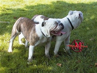 Beatty and Phee the white with brown brindle Dorset Olde Tyme Bulldogges are standing in a field under the shade of a tree. 