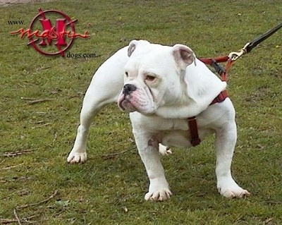 True Grit the white Dorset Olde Tyme Bulldogge is wearing a harness standing outside in a field and looking to the left.