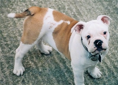 Sally the Dorset Olde Tyme Bulldogge puppy is standing in a house. She has a black nose, is white with large brown spots all over her back