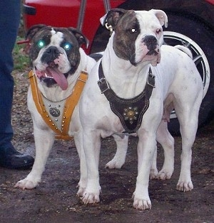 Precious and Misty the Dorset Olde Tyme Bulldogges are standing outside. One has large brown brindle spots over both of its eyes. The other has a large brindle spot over its right eye