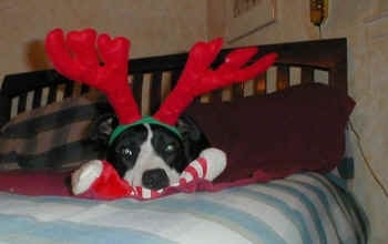 A Border Collie laying in a human's bed with red reindeer antlers on