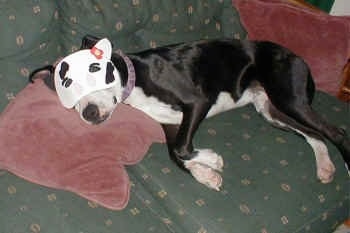 A Pit Bull is sleeping on a green couch with its head on a maroon pillow wearing a cat mask