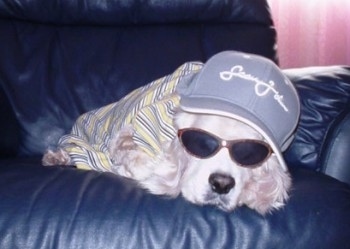 Shabbarank the white cream Cocker Spaniel is sleeping on a black leather couch with a hat and sunglasses on