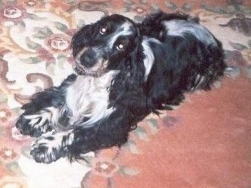 Bardas Asa Tema the black and white English Cocker Spaniel is laying on a floral print carpet and looking up