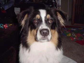 Close up - A tri-color Australian Shepherd is sitting on a carpet with baby toys behind it and it is looking forward.