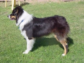 The left side of a tri-color Australian Shepherd that is standing on grass and it is looking to the left.