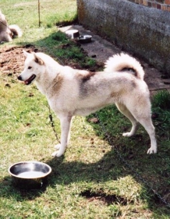 A white with gray Greenland Dog is standing in grass next a metal water bowl. Its mouth is parted and it is looking at something in the distance.
