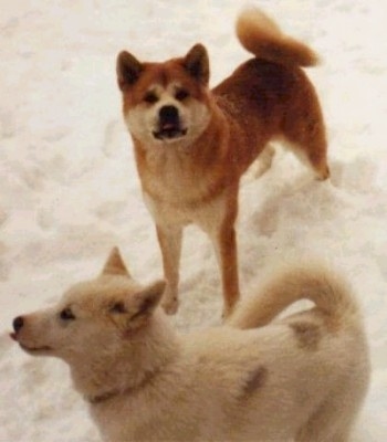 A red with white and A tan Greenland Dog are standing in snow looking up