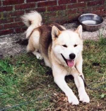 A brown, tan and white Greenland Dog is laying in front of a brick wall with a medal water dish behind it. Its mouth is open and tongue is out