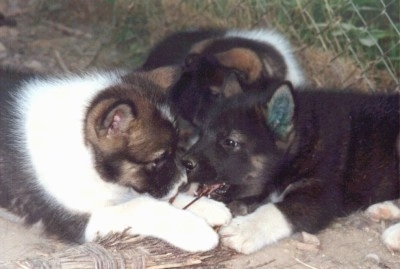 Close Up - Three Greenland puppies are laying face to face and chewing on a toy