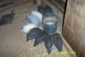 Eight guinea fowls are standing around a feed bucket. There is one Guinea Fowl standing in dirt behind them.