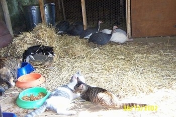 Three cats are laying in hay. In the background there are seven guinea fowl standing in front of a coop door.