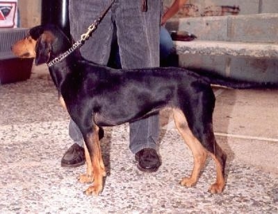 Hellenikos Ichnilatis (Hellenic Hound) (Greek Harehound