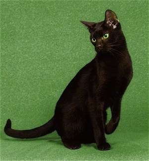 SusitnaLadys Trudy of Mokolea the Havana Brown cat is sitting against a green screen