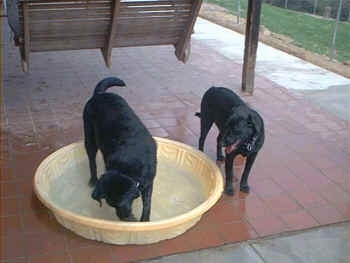 A black Labrador Retriever is standing in a light yellow plastic kiddie pool with water and digging at the bottom of it. Another panting black Labrador Retriever is standing next to it watching.