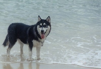 A wet black with white Siberian Husky is standing at the edge of a beach and the beginning of a body of water. Its mouth is open, its tongue is out and it is looking forward. The dog looks like a wolf.