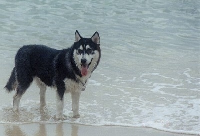 Siberian Husky Puppies on Siberian Husky Pictures And Photos 1