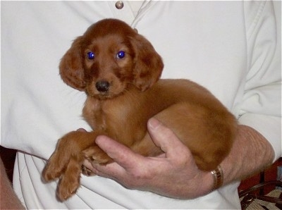 A red Irish Setter puppy is in the arm of a person in a white shirt
