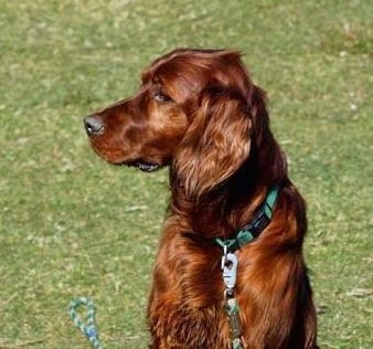 Irish Setter Puppies on Irish Setter  Irish Red Setter