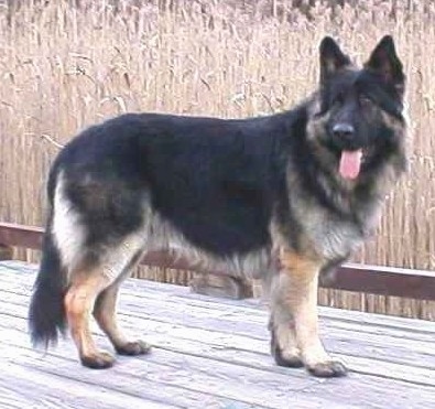Le king shepherd dog