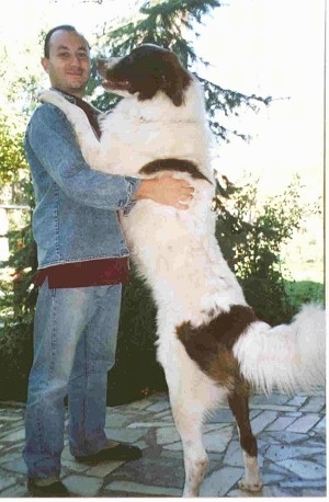 Karakachan (Bulgarian Shepherd Dog)