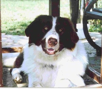 Orfo the Bulgarian Shepherd Dog laying outside under a table with its mouth open and looking happily at the camera holder