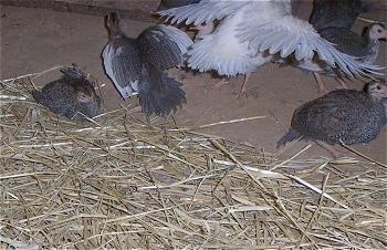 One keet is jumping with its wings spread. There is a keet sitting in hay and two others are walking to the left