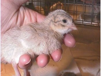 A light blue keeet being held in a person's hand.