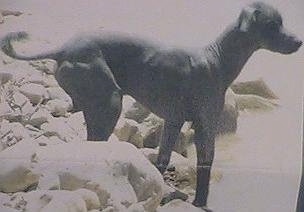 A black Hairless Khala dog is standing in rocks and looking out to a body of water