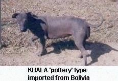 A Hairless Khala is walking across dirt and in front of brown grass