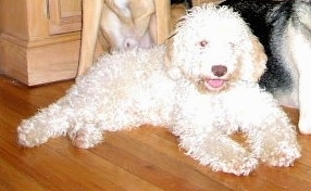 A curly tan Lagotto Romagnolo puppy is laying on a floor and there are two dogs behind it. The Lagottos mouth is open and tongue is out.