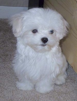 maltese pics maltese pixs 2 maltese puppies 300x392