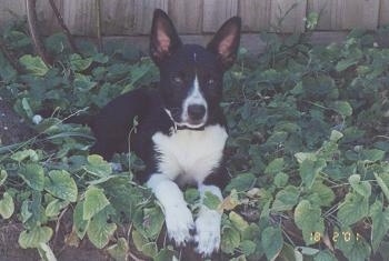 View from the front - A perk-eared, black with white Kelpie/Blue Heeler mix breed dog is laying in a pile of green leaves in a garden with a wooden fence behind it.