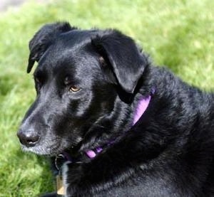 Close up side view head shot - A shiny-coated, black Labrador/Collie mix bree dog is laying in grass and it is looking forward.