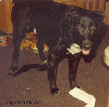 black lab mutt