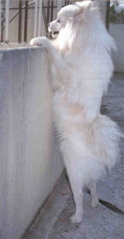A white Pomeranian is standing up against a concrete wall and looking over it.